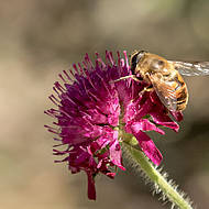 Deutschland summt: Lubbe Lisse hilft Bienen mit Bl&uuml;tenmischung   