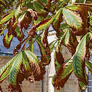 Auswirkungen von Streusalz auf die Gesundheit von Stra&szlig;enb&auml;umen 