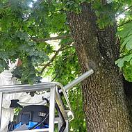 Nilfisk: Tipps f&uuml;r die sichere Beseitigung von Eichenprozessionsspinnern 