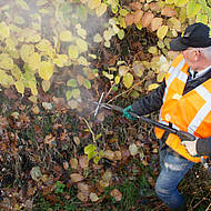 Empas: umweltfreundliche Bek&auml;mpfung von Neophyten 