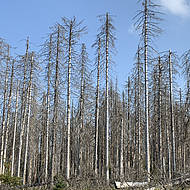B&auml;ume im Klimawandel: Julius K&uuml;hn-Institut ist Fachpartner der Deutschen Baumpflegetage 2020