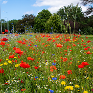 Lange und farbenpr&auml;chtige Bl&uuml;tezeiten