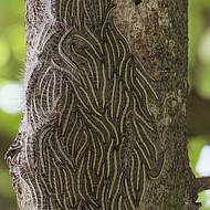 Nilfisk H&auml;ndler helfen bei der Entfernung von Eichenprozessionsspinnern