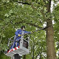 K&auml;rcher Sicherheitssauger &ndash; Eichenprozessionsspinner effektiv und umweltschonend bek&auml;mpfen