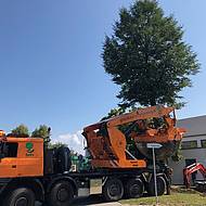 Opitz: Gro&szlig;e Linde f&uuml;r KiGa-Erweiterung gerettet