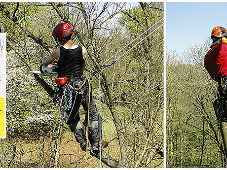  Kommunale Baumpflege: Mehr als nur das Stutzen kranker und störender Äste