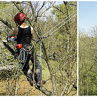  Kommunale Baumpflege: Mehr als nur das Stutzen kranker und störender Äste