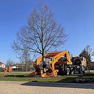 Eine Linde wird zwischengeparkt