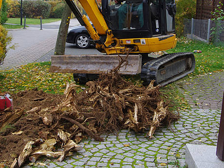 Service f&uuml;r Kommunen: Rodung gef&auml;llig?