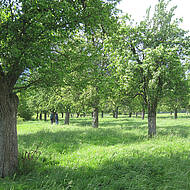 Vom Streuobst bis zum Uraltbaum: Deutsche Baumpflegetage 2025 bieten große Themenvielfalt