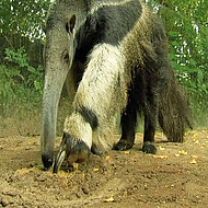 Bionische Rei&szlig;z&auml;hne von Lehnhoff