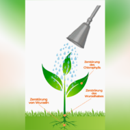 Unkrautbek&auml;mpfung mit hei&szlig;em Wasser