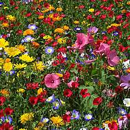 Wildblumen: Biologische Vielfalt und Kostenersparnis