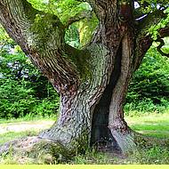 Arbus bietet mit Arbokat&reg; 5 professionelles Baummanagement