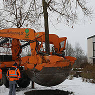 B&auml;ume gehen auf Reisen mit der Opitz GmbH