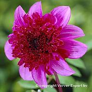 Neuheiten Verver Export - Sommer 2013