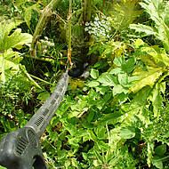 Behandlung invasiver Arten am Beispiel des Riesenb&auml;renklau