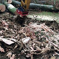 Baufeld-R&auml;umung: &bdquo;Mit der Wurzelratte tipptopp&ldquo; 