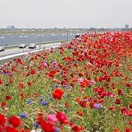 &bdquo;Bienenfreundliche Schnellstra&szlig;en&ldquo; &ndash; Lubbe Lisse und Honey Highway starten Kooperation