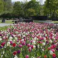 VERVER Export: Gr&uuml;nfl&auml;chen mit Blumen farbenfroh gestalten 
