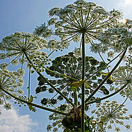 Riesenb&auml;renklau: Noch ist Zeit f&uuml;r eine effiziente Bek&auml;mpfung 
