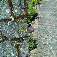 Erfolgreicher Saisonstart f&uuml;r den IproGreen Allrounder