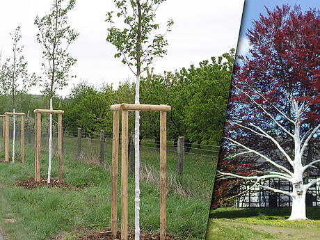 Wei&szlig;anstriche an B&auml;ume verringern signifikant thermische Rindensch&auml;den