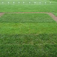 demopark + demogolf 2015: Sonderschau Rasen mit echtem Weiterbildungscharakter