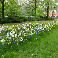 Bl&uuml;tenpracht durch Blumenzwiebeln