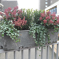 Entree Vert Holland bringt Farbe in die graue Winterzeit