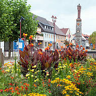Sommer-Trams bleiben nicht unbemerkt!