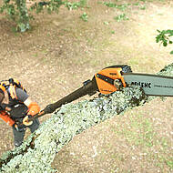 Pellenc Selion Evo: Die neue Generation Baumsägen