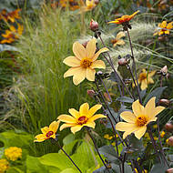 Dahlien - der Motor des Sommers!