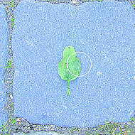 Abflammen: der richtige Zeitpunkt zur Wildkrautbek&auml;mpfung 