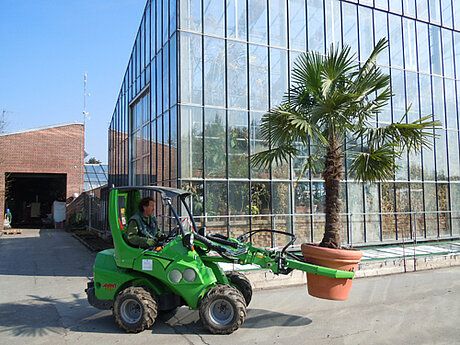 AVANT 528 Multifunktionslader bewegt einen ganzen Palmenwald in Passau 