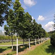 Expertendiskussion bei den Deutschen Baumpflegetagen: Wie geht es weiter mit gebietsheimischen Geh&ouml;lzen?