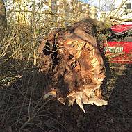 Wurzelschutz bei Stra&szlig;enb&auml;umen: kostenloser Download