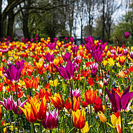 Pflege von Blumenzwiebeln in st&auml;dtischen Beeten