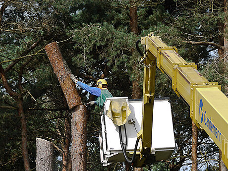 Gardemann mit frischer Energie in der Baumpflege