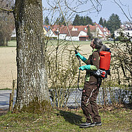 Eichenprozessionsspinner mit pflanzlichen Wirkstoffen bek&auml;mpfen