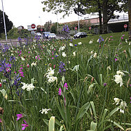 Maschinelle Pflanzung von Blumenzwiebeln &ndash; Alles was Sie dar&uuml;ber wissen m&ouml;chten!
