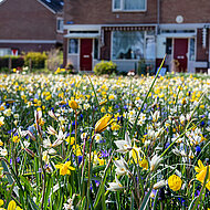 Bio-Diversit&auml;t: Farbenfrohe Abwechslung im &ouml;ffentlichen Gr&uuml;n
