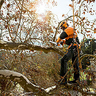 Neue Spezials&auml;ge STIHL MS 150 TC-E