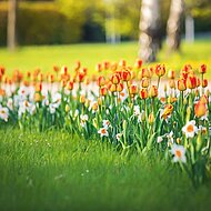 Flower Your Place: Blumenzwiebeln f&uuml;r &ouml;ffentlichen Gr&uuml;nanlagen werden immer nachhaltiger