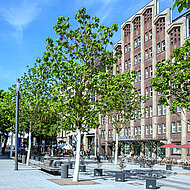 Wurzelmanagement: mit der Natur, statt gegen sie