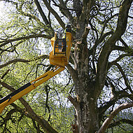 Sichere Verwendung von Hubarbeitsb&uuml;hnen in der Baumpflege
