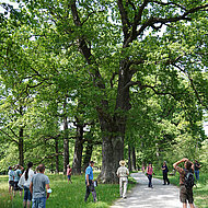 Weiterbildung in Baumkontrolle, Baumpflege und Artenschutz