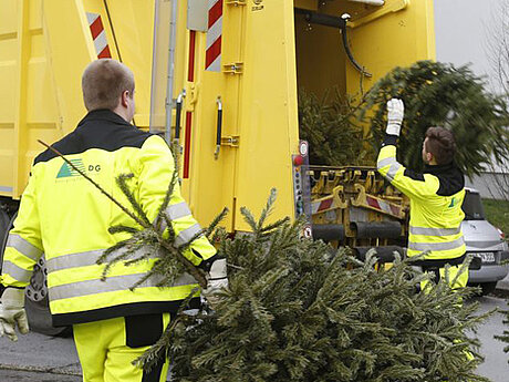 Welchen Nutzen haben ausgediente Weihnachtsbäume?