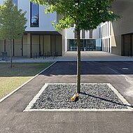 Baum und Boden: Deutsche Baumpflegetage gehen in die Tiefe