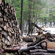 INTERFORST 2018: Ökonomie und Ökologie - Im Wald ist beides möglich